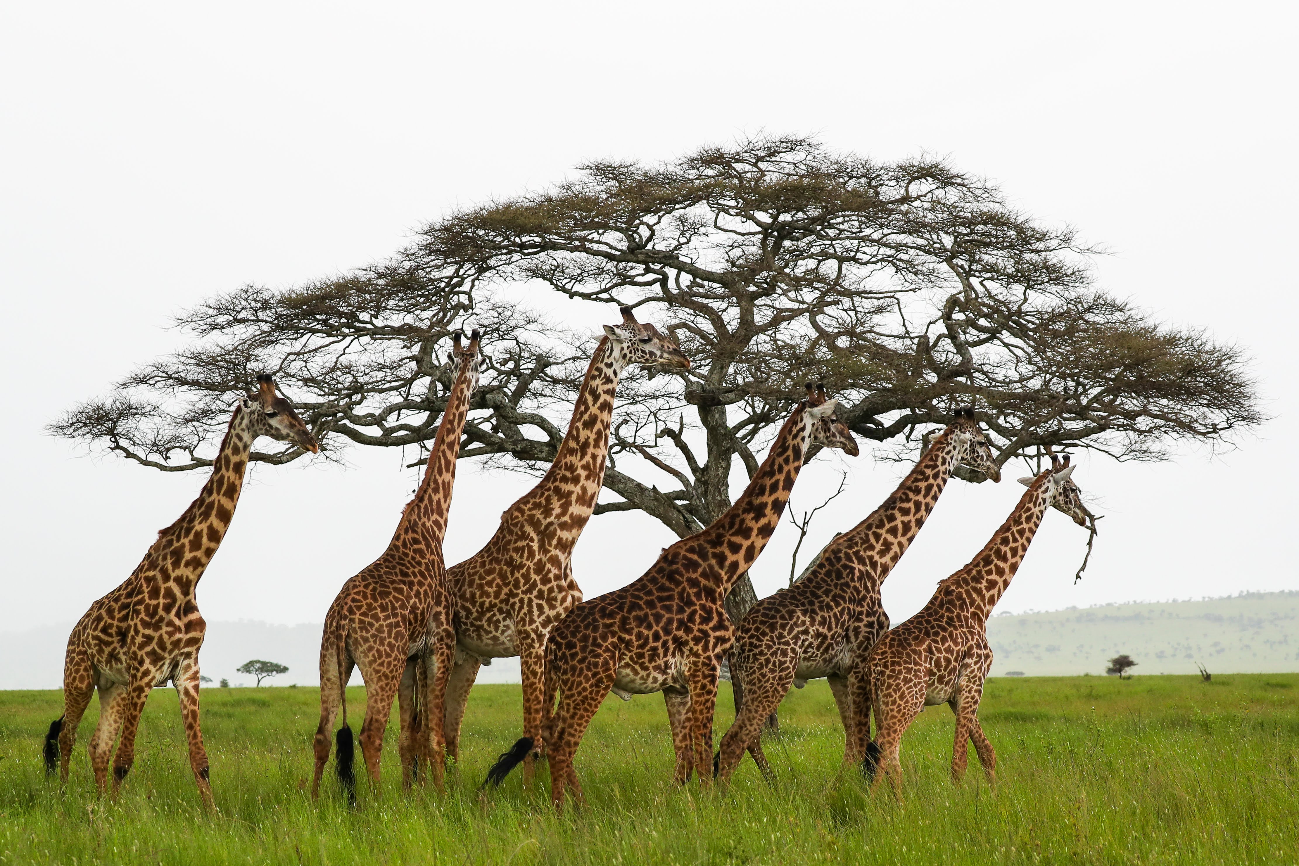 Tanzania Photo Gallery