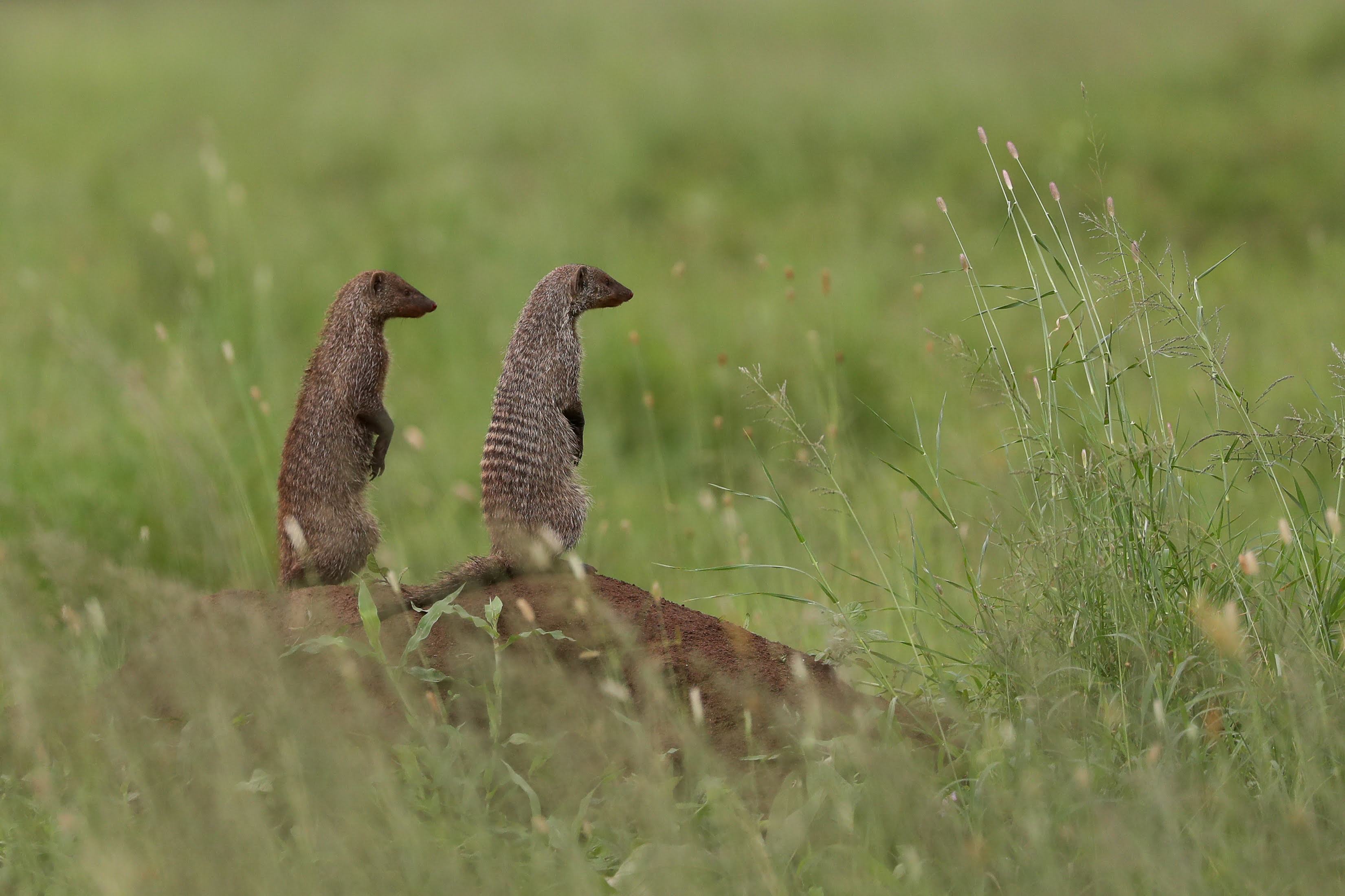 Tanzania wildlife with Tamri International
