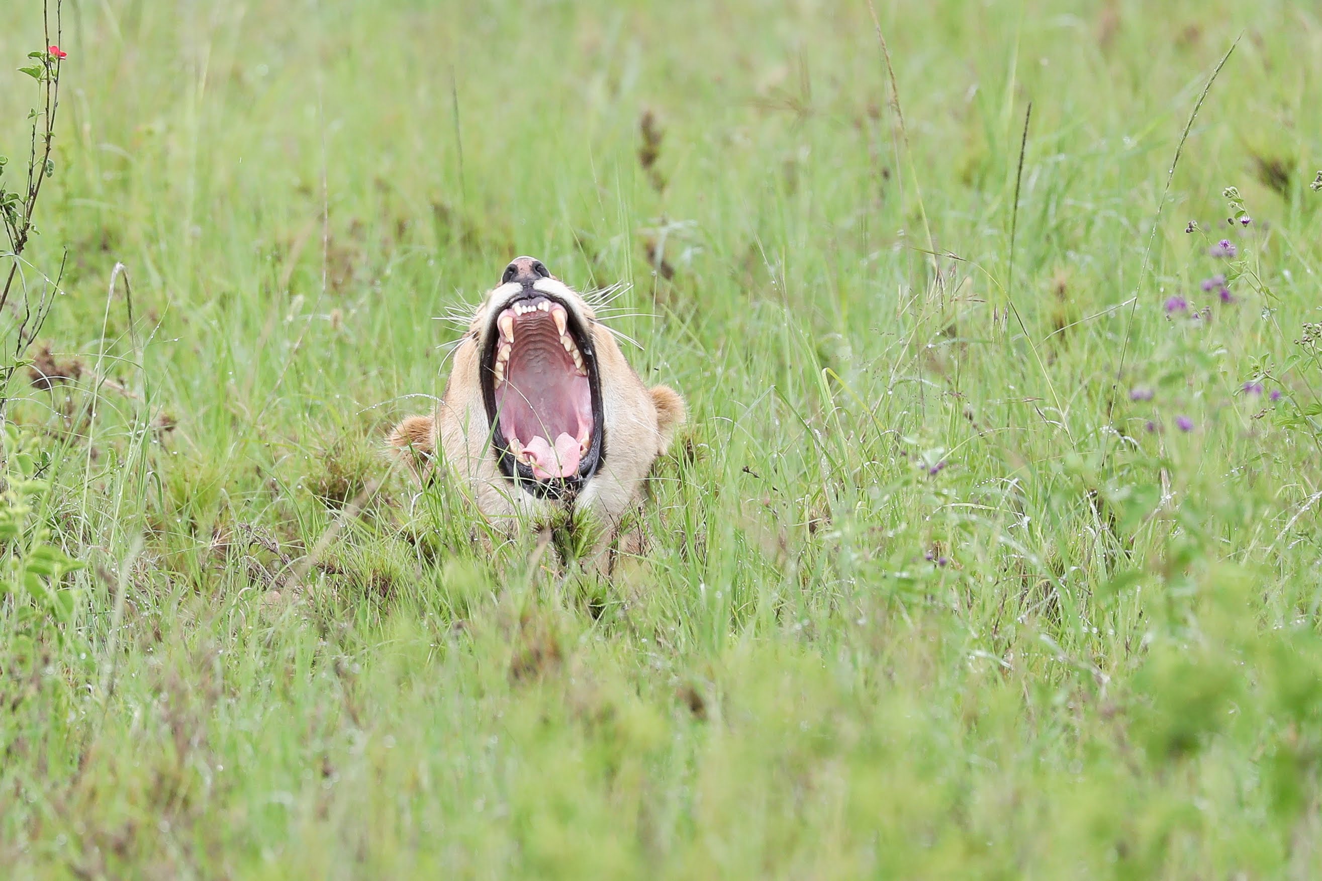 Tanzania wildlife with Tamri International