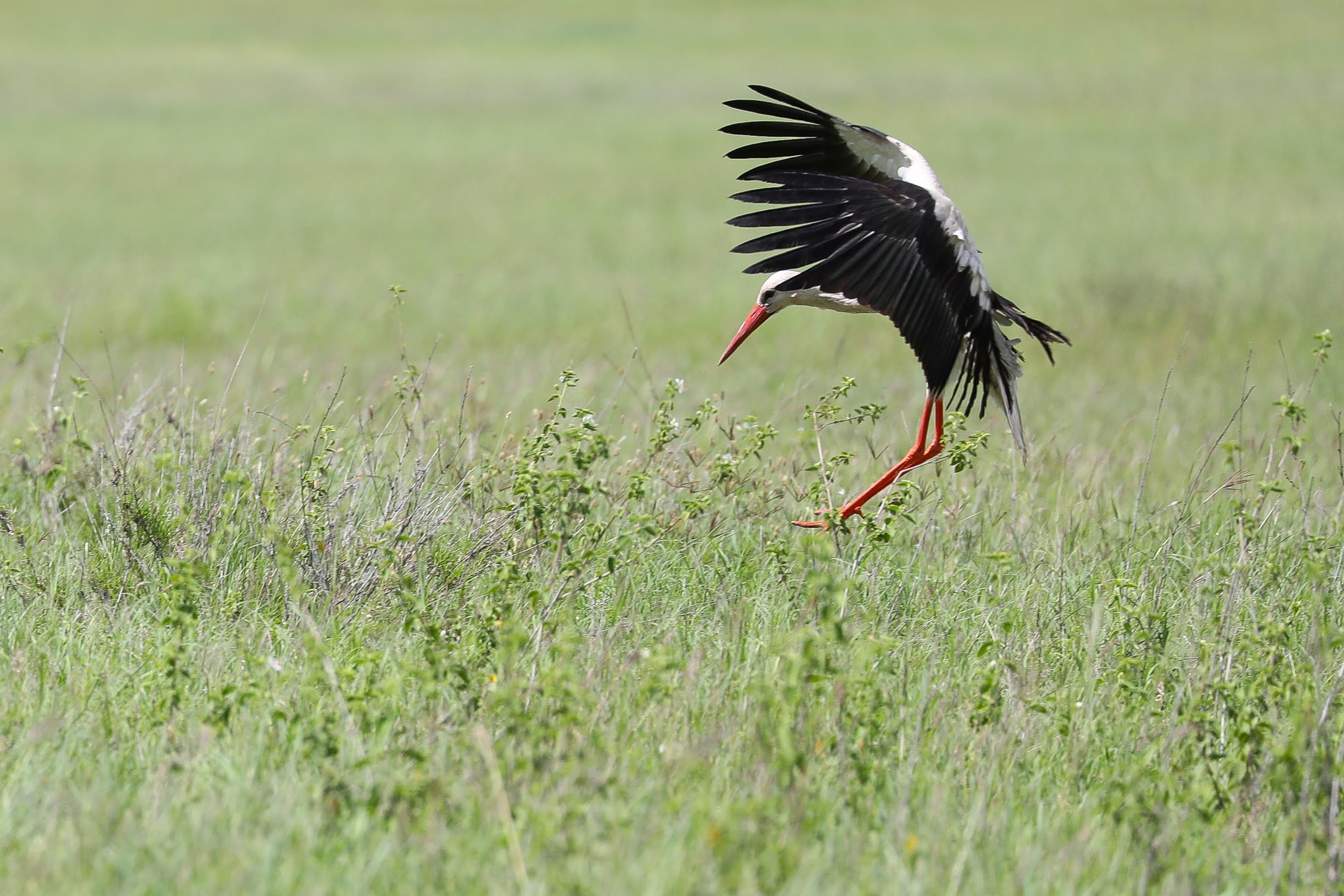 Ruaha River Lodge photo 5