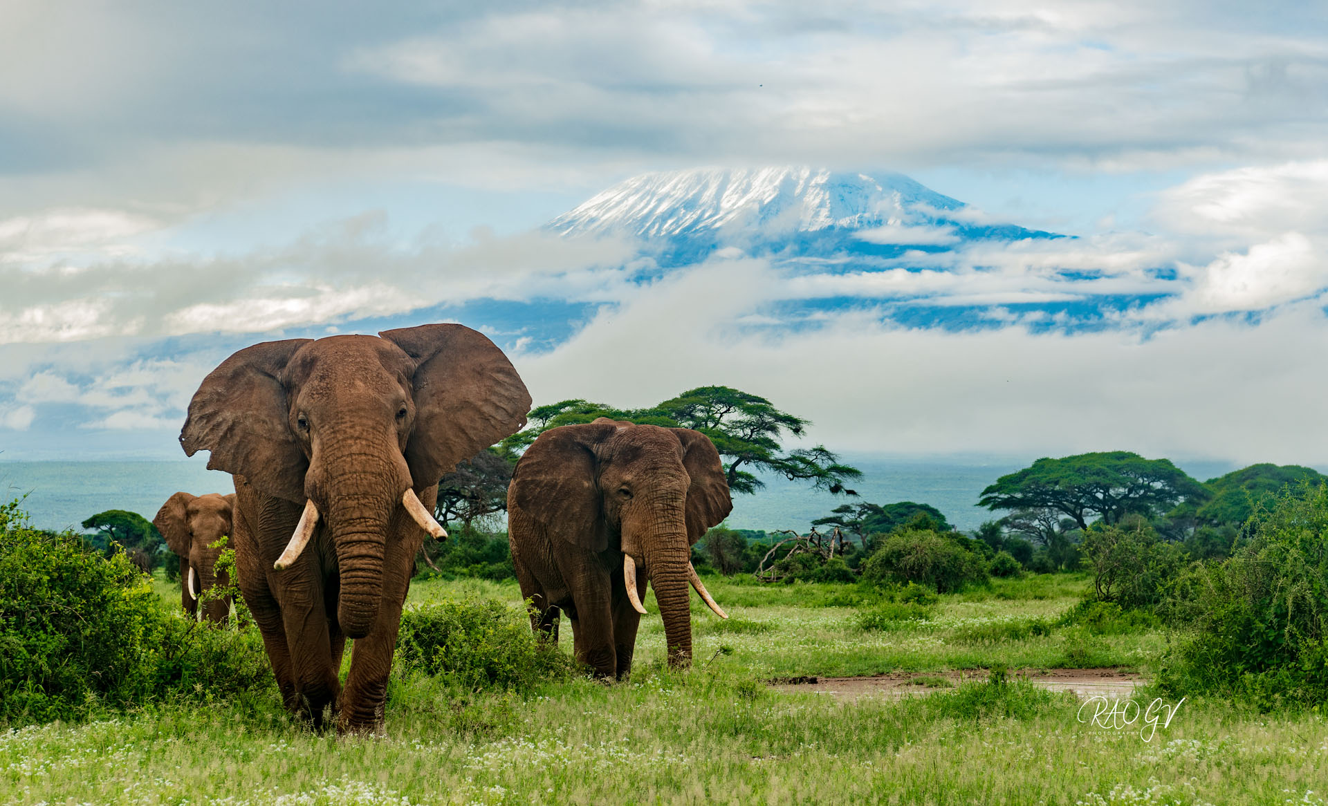Elephants on green plains with a mountain in the background